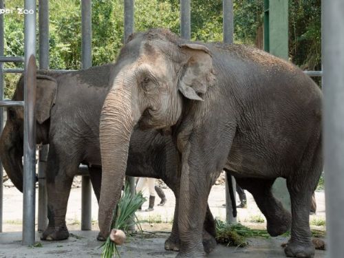 臺北市立動物園啟動雨林區更新，亞洲象友信、友愷暖心搬遷展開新生活